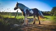 Jument Irish Cob - 5 ans