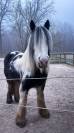 Jument Irish Cob - 5 ans