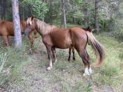 Très jolie ponette Welsh cob plein papier 