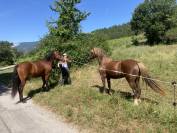 Très jolie ponette Welsh cob plein papier 