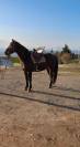 Vends hongre Quarter Horse