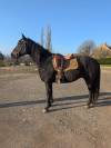 Vends hongre Quarter Horse