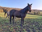 Vends hongre Quarter Horse