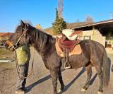 Vends hongre Quarter Horse