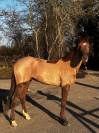 Cheval TF 4 ans 