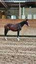 Poulain 2 ans dressage 