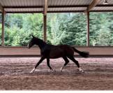 Poulain 2 ans dressage 