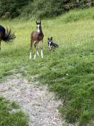 Poulain 2 ans dressage 