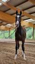 Poulain 2 ans dressage 