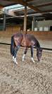 Poulain 2 ans dressage 