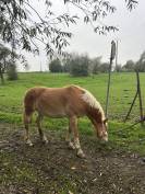 Ponette haflinger 