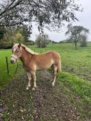 Ponette haflinger 