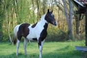 Cheval de 4 ans