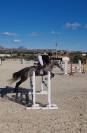 Caballo de salto 6 an̈os