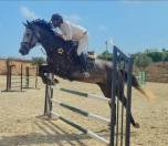 Caballo de salto 6 an̈os