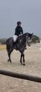 Caballo de salto 6 an̈os