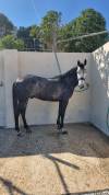Caballo de salto 6 an̈os