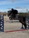 Caballo de salto 6 an̈os