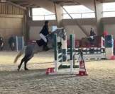 Poney D 6 ans de CSO à vendre