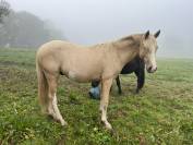 Magnifique poney de sport palomino sabiano