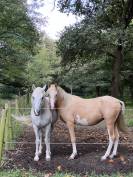 Magnifique poney de sport palomino sabiano