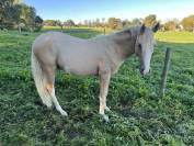 Magnifique poney de sport palomino sabiano