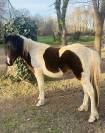 Nikel de Peyres welsh de 2 ans