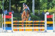 Vendesi Cavallo Belga