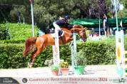 Vendesi Cavallo Belga