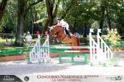 Vendesi Cavallo Belga