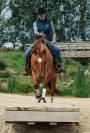 Jument Quarter Horse Reining / Ranch Riding