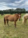 Jument Quarter Horse Reining / Ranch Riding