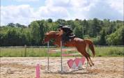 Cours d’équitation et demi pensions à 15mn de Poitiers 