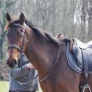 Caballo castrado Pura Sangre En venta 2018 Bayo