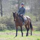 Caballo castrado Pura Sangre En venta 2018 Bayo
