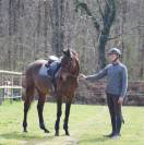 Caballo castrado Pura Sangre En venta 2018 Bayo