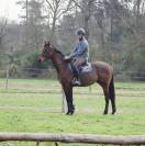 Caballo castrado Pura Sangre En venta 2018 Bayo