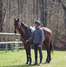 Caballo castrado Pura Sangre En venta 2018 Bayo