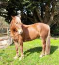 PONEY HONGRE 4 ANS 146 CMS