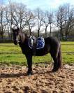 PONEY CONNEMARA 4 ANS 140 CMS