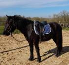 PONEY CONNEMARA 4 ANS 140 CMS