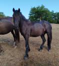 PONEY CONNEMARA 4 ANS 140 CMS