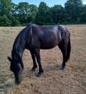 PONEY CONNEMARA 4 ANS 140 CMS