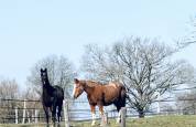 RETRAITE CHEVAUX