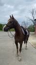 Poney hors taille