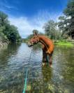 Selle français cheval