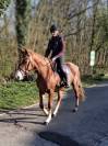 Jument Dressage Oldenburg