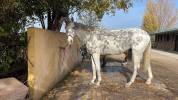 Caballo de salto para la familia entera 