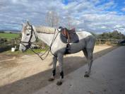 Caballo de salto para la familia entera 