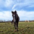 Yearling PFS smoky black 